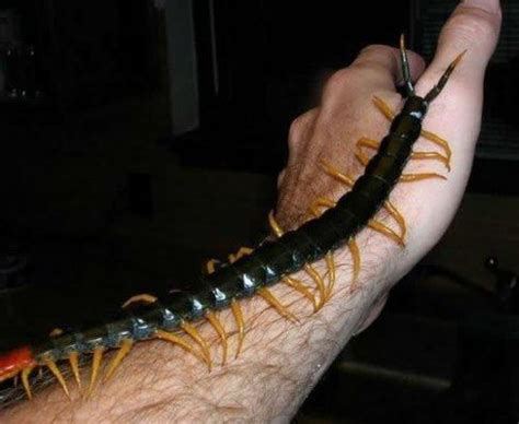 Chinese red headed centipede - Alchetron, the free social encyclopedia