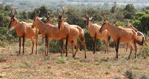 Red Hartebeest Antelope — Stock Photo © fouroaks #2320397