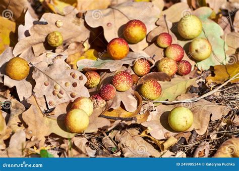 Oak Gall on Leaves of an Oak Stock Photo - Image of ball, background: 249905344