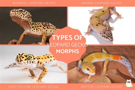 Types of Leopard Gecko Morphs - Genetic Morphs of Leopard Geckos