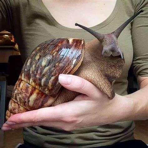 Giant African land snail is one of the biggest snails in the world, and it also looks a bit like ...