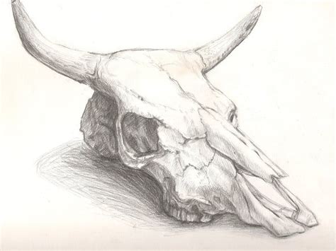 cattle skull drawing | Cow skull art, Cow skull tattoos, Skull art drawing