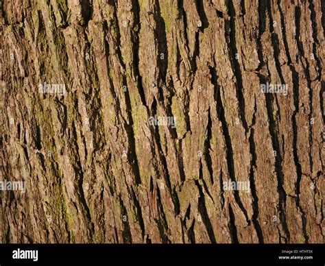 Oak tree bark Stock Photo - Alamy