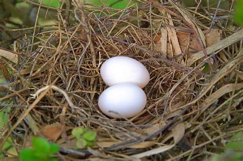 Mourning Dove Eggs and Baby Mourning Doves