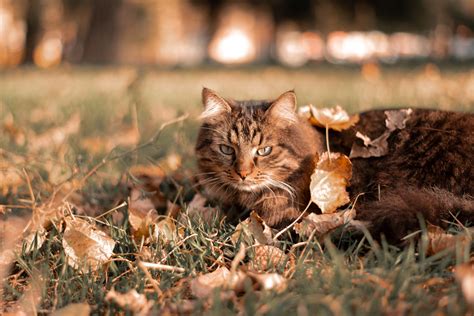 Perfectly Fall: 57 Autumn Cat Names - Ginger Cat House