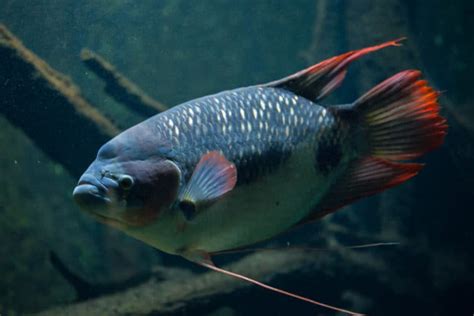 Giant gourami (Osphronemus goramy). | Aquariadise