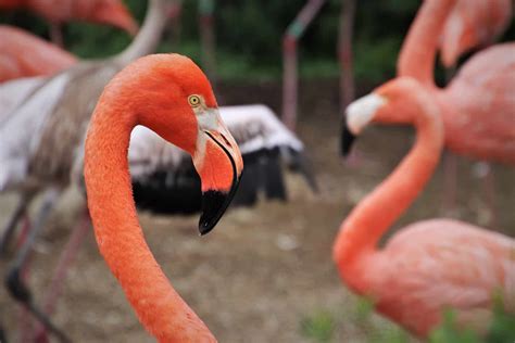 Flamingo Adaptations For Survival? How Does A Flamingo Adapt To Its Environment?