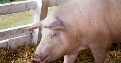 Discover the 10 Largest Pigs in the World - A-Z Animals