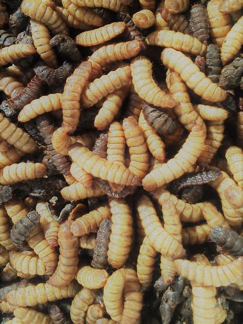 Black Soldier Fly Larvae 100 Pack - Bio Supplies