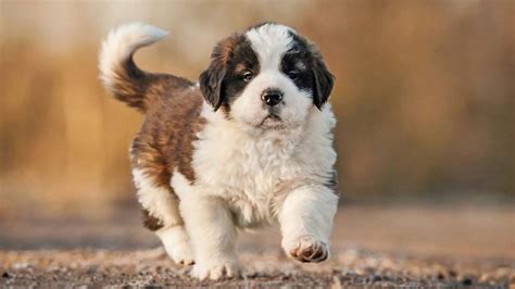 How Much Do St Bernard Puppies Cost