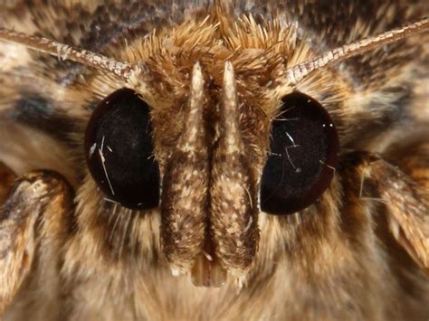 Moth Anatomy | Wildlife Insight