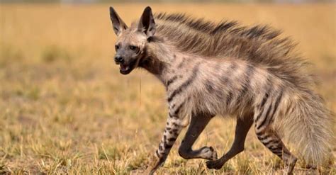 FARK.com: (12780772) Young bloke buys dog, left horrified after getting laughed at by cute ...