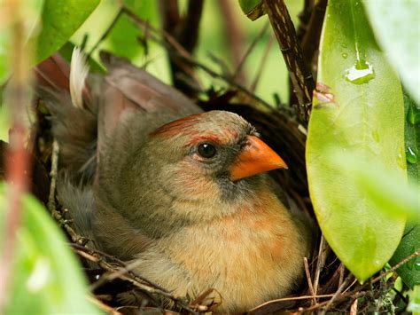 Cardinal Nesting (Behavior, Eggs, Location + FAQs) | Birdfact