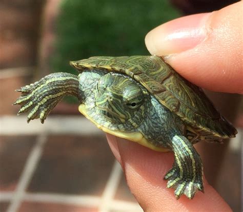 Baby Cumberland Slider Turtles for sale | MyTurtleStore.com