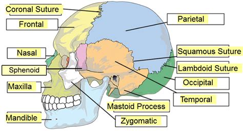 Skull Labeling Answer Key