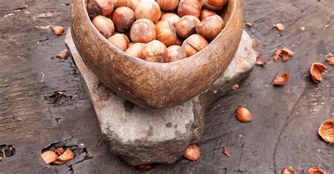 Free stock photo of hazelnuts, nuts, squirrel