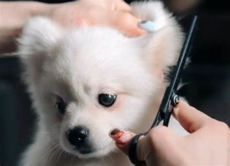 Helpful Pomeranian Grooming Tips