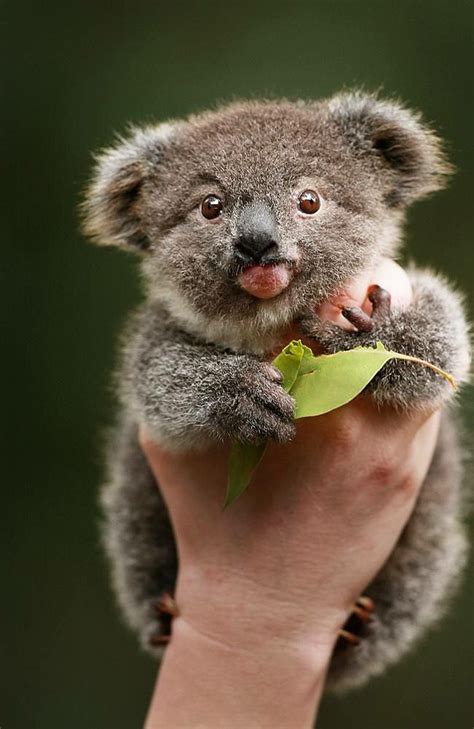 Immagini Di Koala - Esse