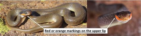 9 COMMON Types of Snakes Found in the Congo! (2023) - Bird Watching HQ