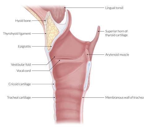 Vocal Folds Anatomy