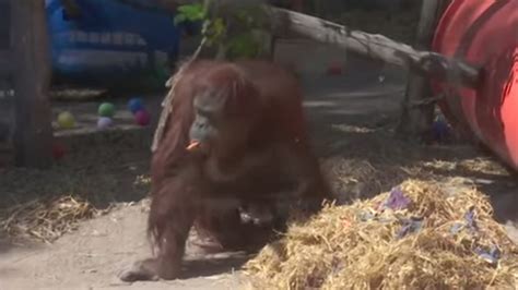 Orangutan granted human status settles into new home – Boston News ...