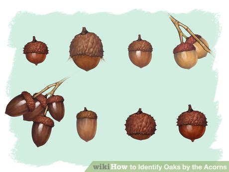 How to Identify Oaks by the Acorns: 13 Steps (with Pictures) | Acorn, Tree identification, Tree id