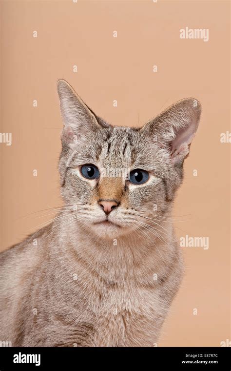 Savannah, cat breed Stock Photo - Alamy