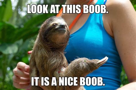 Funny sloth memes|Most Popular of Internet Memes