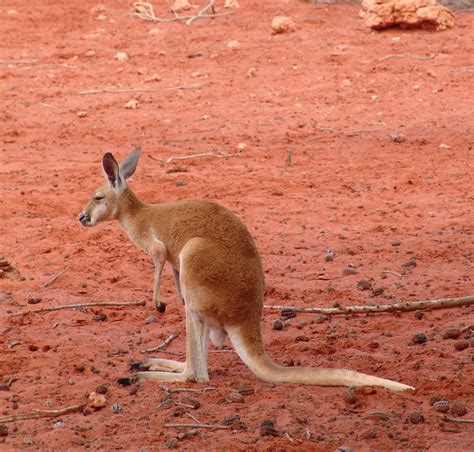 1920x1080 wallpaper | brown kangaroo | Peakpx