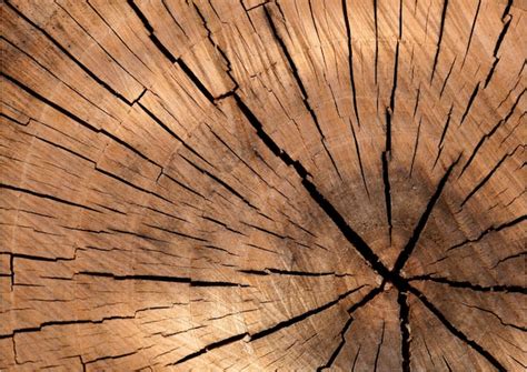 Premium PSD | Wood tree trunk texture background