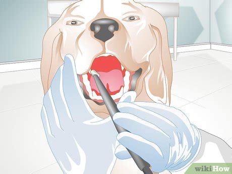 3 Ways to Control Tartar in Dogs - wikiHow Pet