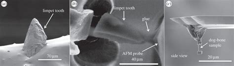 Limpet teeth: the new World's Strongest Material - SlashGear