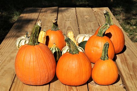 Pumpkins On Wood Table Free Stock Photo - Public Domain Pictures