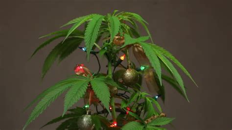 Marijuana Christmas Tree Decorated Cannabis Plant With Lights. Stock Footage Video 8848081 ...