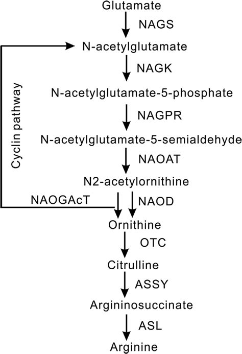 Putative arginine biosynthesis pathway in plants The enzymes catalyzing... | Download Scientific ...