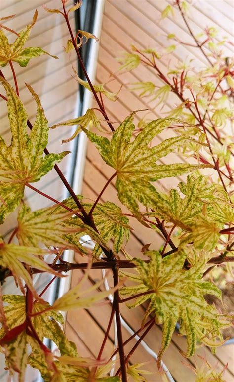 Ukigumo Japanese Maple leaves | Plants, Maple leaf, Japanese maple