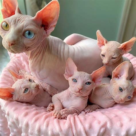 My Daughter Researched That A Sphynx Is The Best Cat For Our Family And Although I Was Hesitant ...