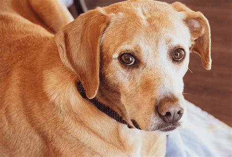 Shaved lab golden retriever mix – Telegraph