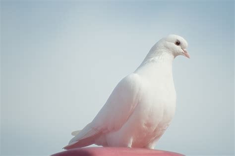 27 Interesting And Bizarre Facts About Doves - Tons Of Facts