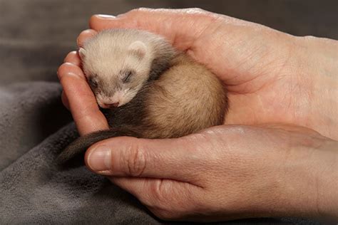 How To Find Good Ferret Breeders - Read Before You Shop