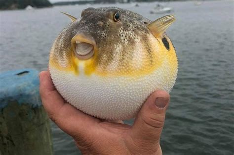 Wareham Puffer Fish is All Smiles at Onset Pier