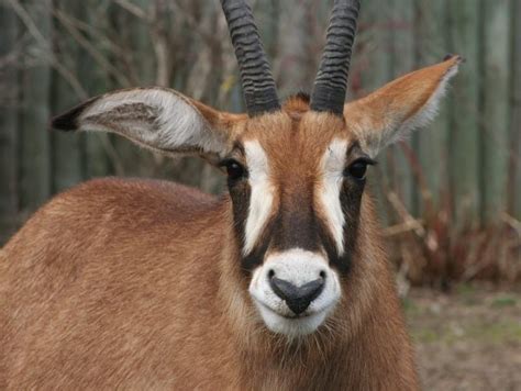 Fun Giant Sable Antelope Facts For Kids | Kidadl