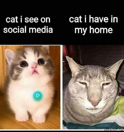 Cat I see on media vs cat in have in my home meme - HindiBate.CoM