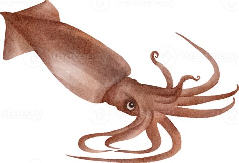 watercolor squid clip art 16547656 PNG