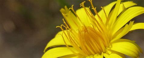 Catsear is a beautiful wildflower, attractive to pollinators