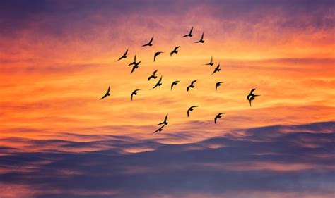 Bird Flying Sunset Images – Browse 1,025 Stock Photos, Vectors, and Video | Adobe Stock