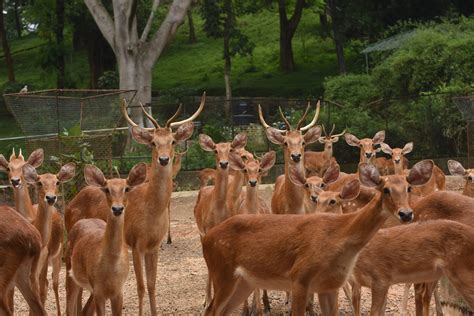 Why Assam State Zoo is among the best places to visit in Guwahati with kids?