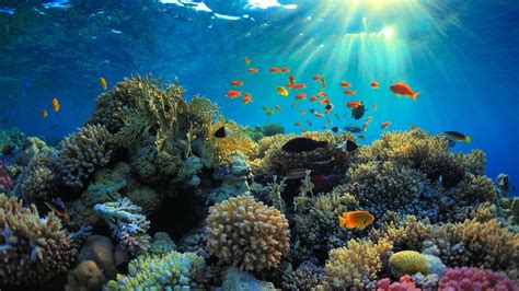 5 Surprising Facts About Coral Reefs | Oceans Without Borders