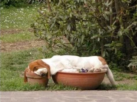 Ten of the Craziest and Funniest Basset Hounds You'll Ever See