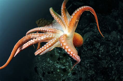 Fascinating Facts: Octopus - Wild Ark